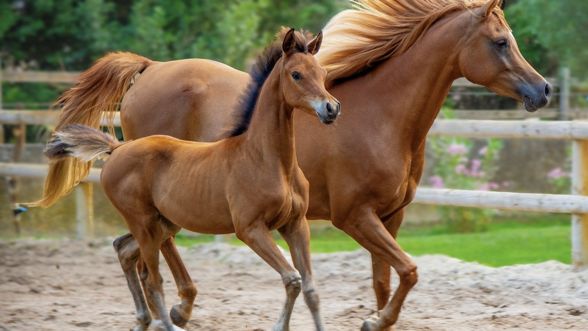 Les atouts de l'engrais naturel constitué à 100% de crottin de cheval